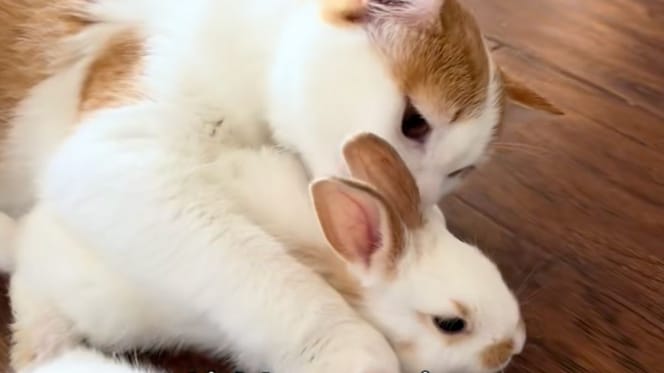 Cat and rabbits