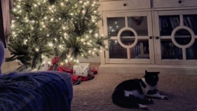 Cat and Christmas tree