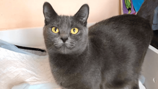 chat gris