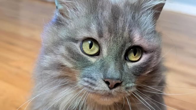 Gatto grigio