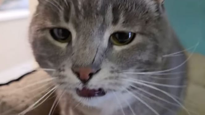 Chat gris sans famille