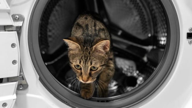 cat washing machine