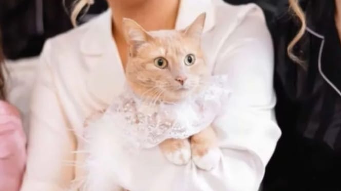 chat mariage