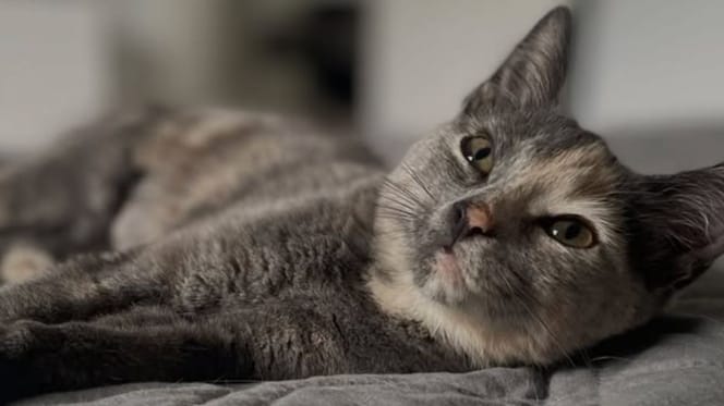Chat Misty