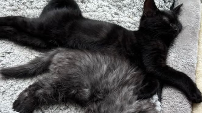chat noir