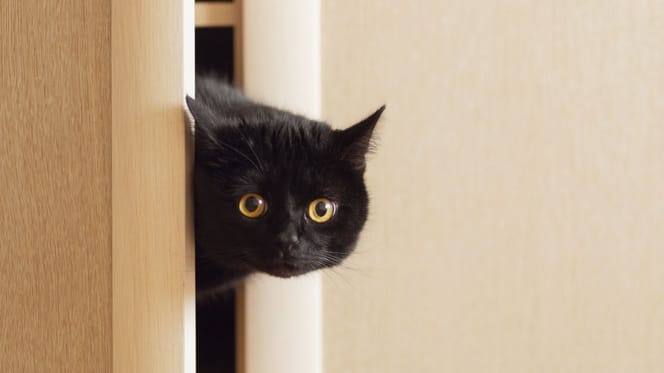 black cat