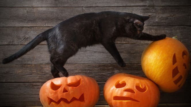 Black cat pumpkin