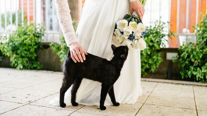 Chat noir et mariage
