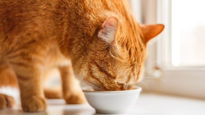 chat nourriture