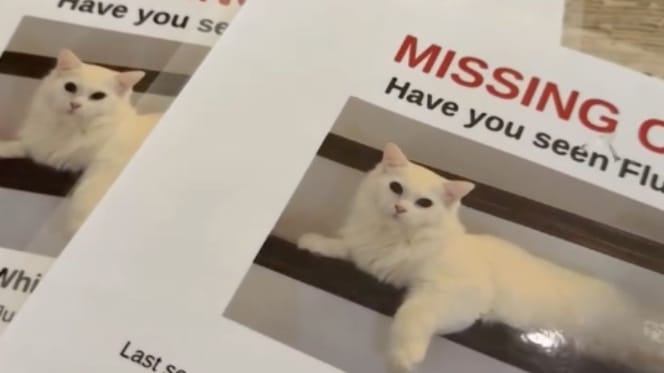 Gatto scomparso