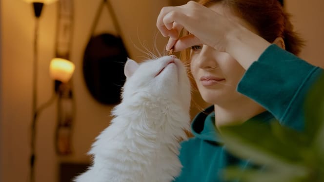 A cat close to a person