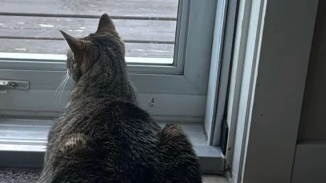 Chat qui observe