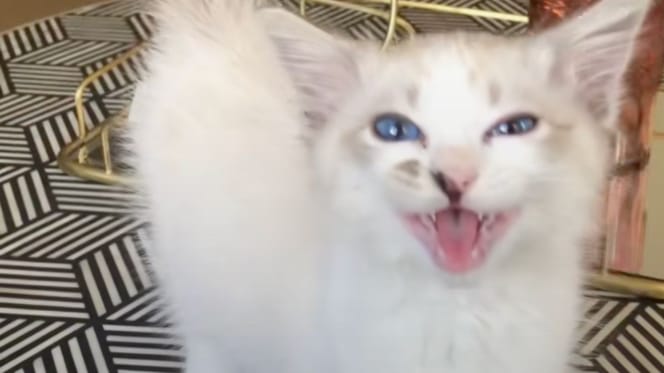 chat Ragdoll