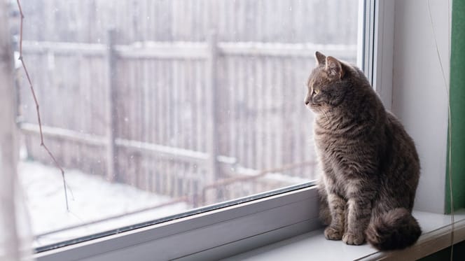 chat regarde par la fenêtre
