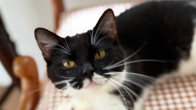 chat Remy