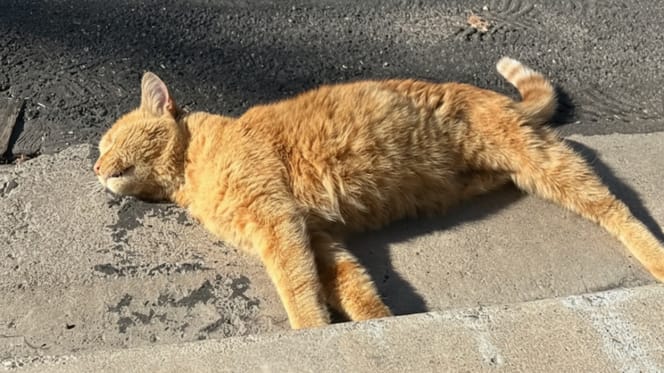 Three-legged ginger cat