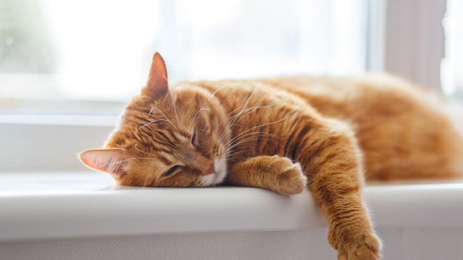 chat roux