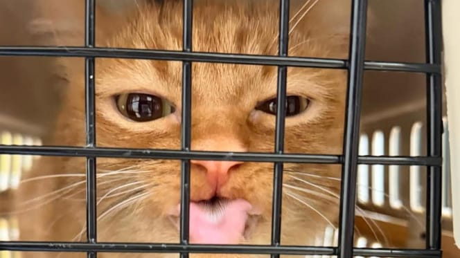 Chat roux