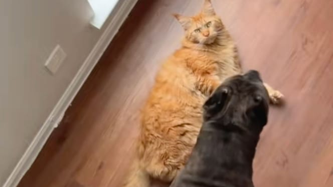 Gatto rosso e Cane Corso