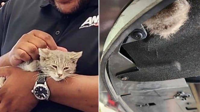 Chat secouru dans une voiture