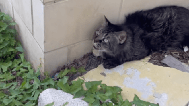 un chat seul
