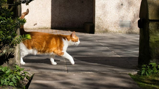 Katze auf einer Terrasse