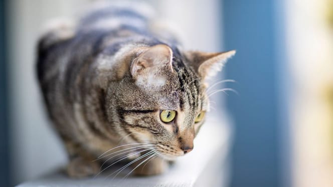Cat on the balcony