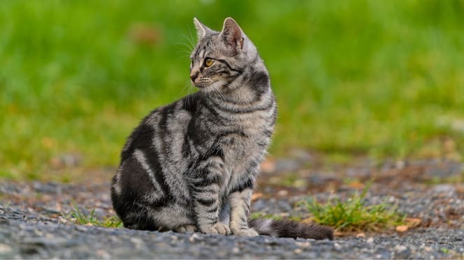 Chat tigré