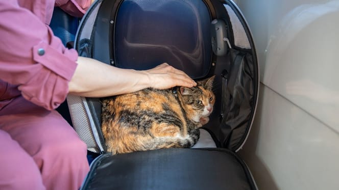 chat train