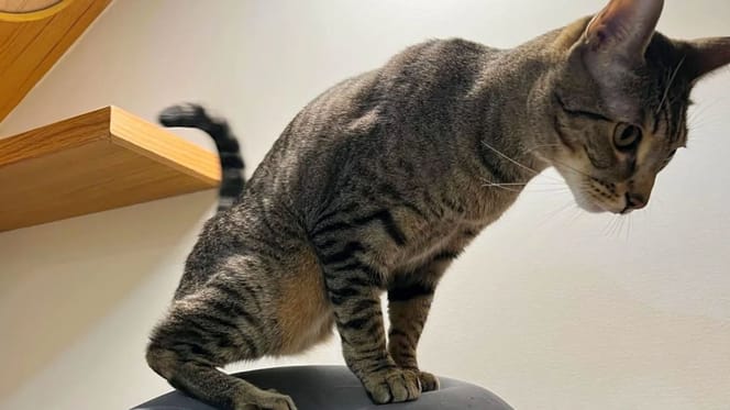Chat tripode