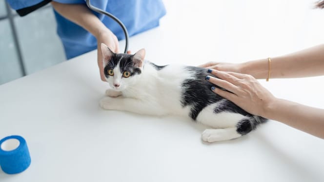 Chat vétérinaire