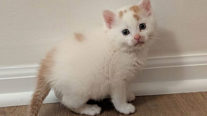 chaton abandonné