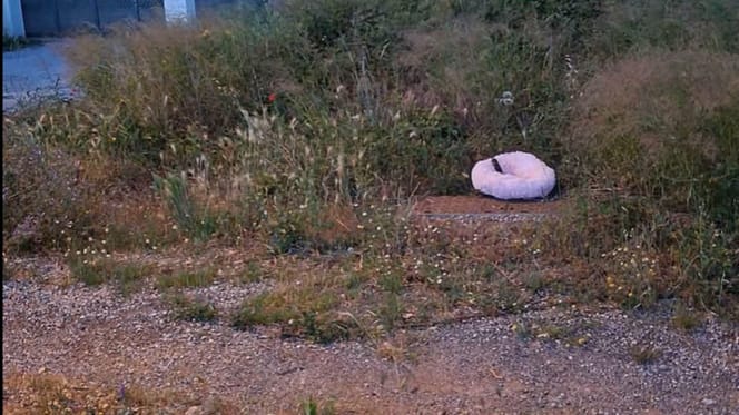 Chaton abandonné