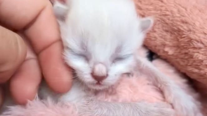 Gattino abbandonato