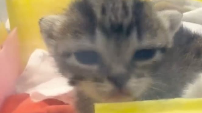 Kitten gedumpt in een vuilnisbak