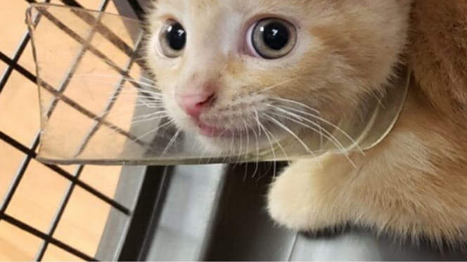 Chaton avec un bocal en verre