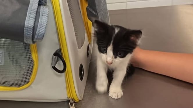Chaton Crête