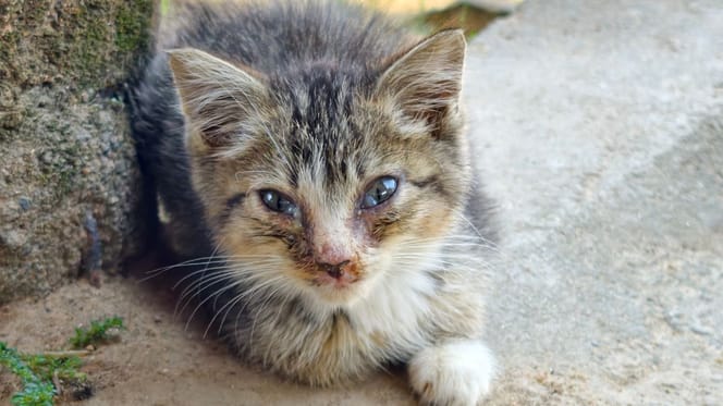 Chaton dans la rue