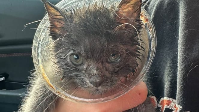 Gatito en el vaso de café