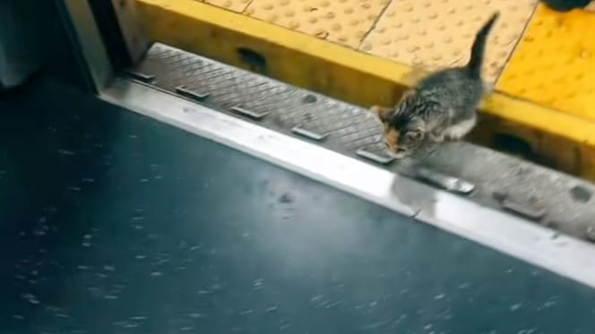 Chaton dans le métro