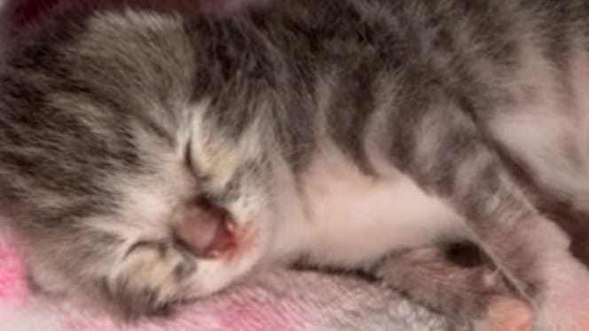 Chaton de 5 jours