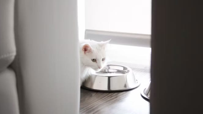 Chaton devant gamelle
