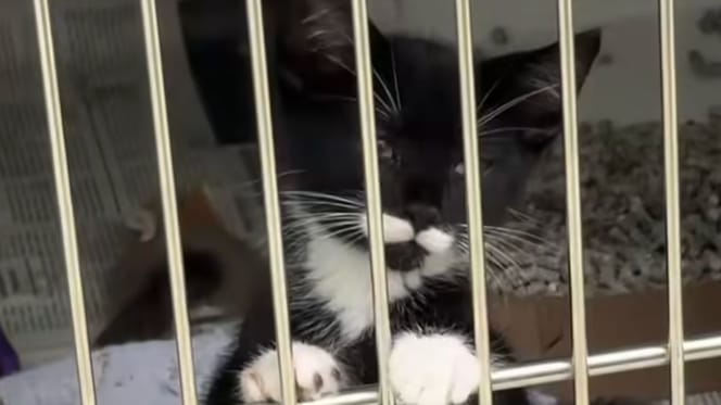 chaton errant