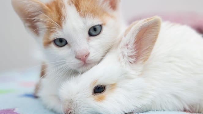 Kitten and rabbit