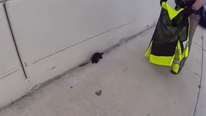 Kitten and police officer