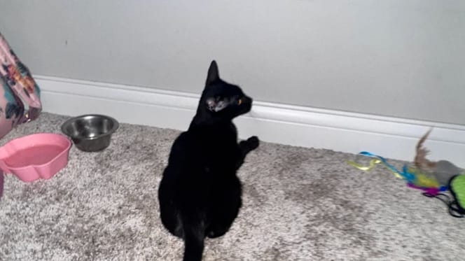 Chaton noir