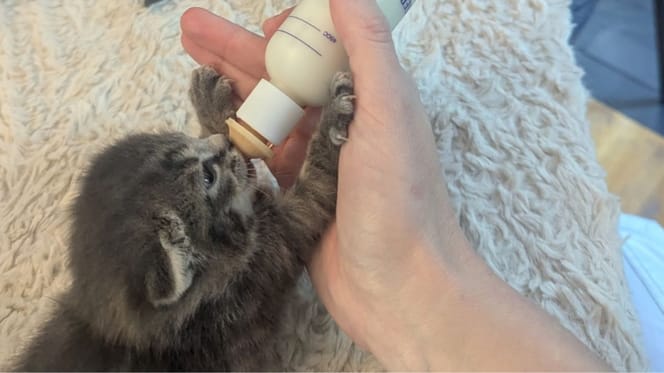 Kitten being bottle-fed