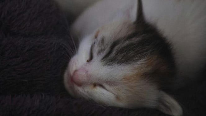 Sleeping kitten