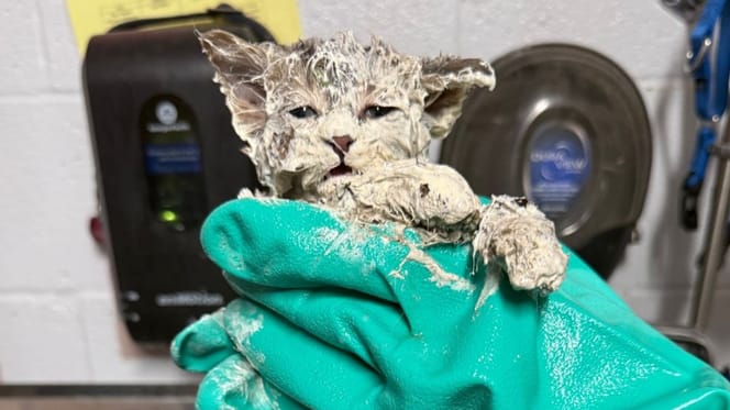 Gattino ricoperto di colla