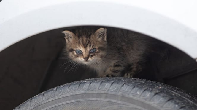 Kitten bij een autowiel